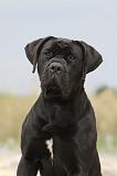 CANE CORSO 570
